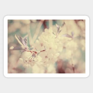 White Cherry Plum flowers Sticker
